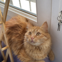 Sarman, Kedi  Tarçın fotoğrafı
