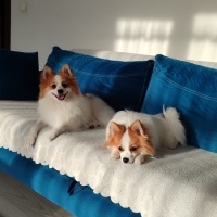 Pomeranyalı, Köpek  Badem fotoğrafı