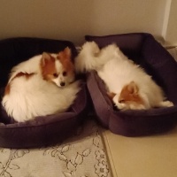 Pomeranyalı, Köpek  Badem fotoğrafı
