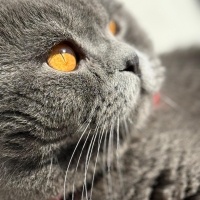 Scottish Fold, Kedi  Hades fotoğrafı
