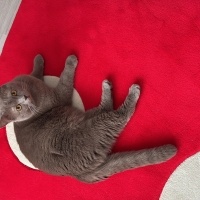 Brazilian Shorthair, Kedi  Carlos fotoğrafı