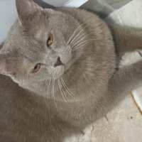 Brazilian Shorthair, Kedi  Carlos fotoğrafı