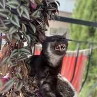 Tekir Kedi, Kedi  çiko fotoğrafı