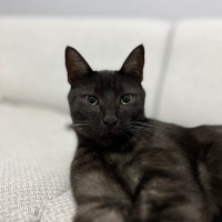 Tekir Kedi, Kedi  çiko fotoğrafı