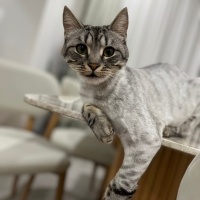 Tekir Kedi, Kedi  çiko fotoğrafı