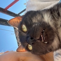 Tekir Kedi, Kedi  çiko fotoğrafı