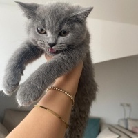 Brazilian Shorthair, Kedi  PAKİZE fotoğrafı