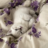 British Shorthair, Kedi  Paşa fotoğrafı