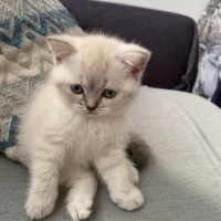 British Shorthair, Kedi  Paşa fotoğrafı