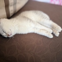 British Shorthair, Kedi  Lokum fotoğrafı