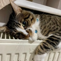 Tekir Kedi, Kedi  Paşa fotoğrafı