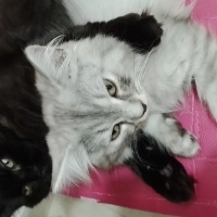 Tekir Kedi, Kedi  Tekir kediler fotoğrafı