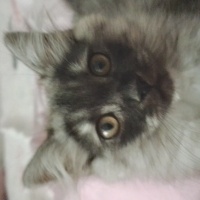 Tekir Kedi, Kedi  Tekir kediler fotoğrafı