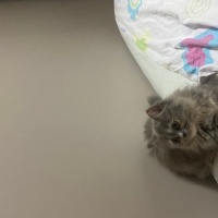 Chinchilla, Kedi  Chinchilla fotoğrafı