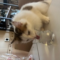 Tekir Kedi, Kedi  Pamuk fotoğrafı
