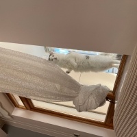 Tekir Kedi, Kedi  Pamuk fotoğrafı