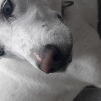 Sibirya Kurdu (Husky), Köpek  Milla fotoğrafı
