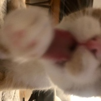 Scottish Fold, Kedi  Lokum fotoğrafı