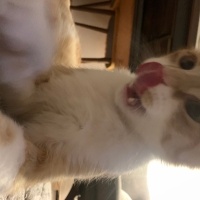 Scottish Fold, Kedi  Lokum fotoğrafı