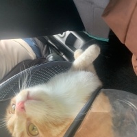 Scottish Fold, Kedi  Lokum fotoğrafı