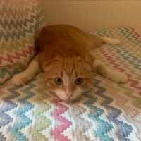 Scottish Fold, Kedi  Lokum fotoğrafı