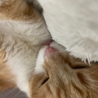 Scottish Fold, Kedi  Lokum fotoğrafı
