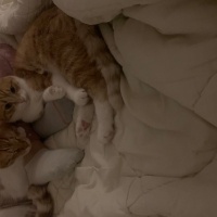 Scottish Fold, Kedi  Lokum fotoğrafı