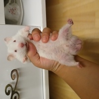 Hamster, Kemirgen  Pamuk fotoğrafı