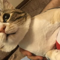 Tekir Kedi, Kedi  Lokum fotoğrafı