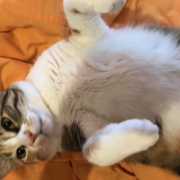 Tekir Kedi, Kedi  Lokum fotoğrafı