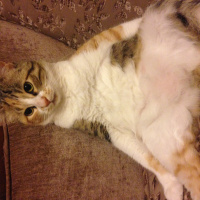 Tekir Kedi, Kedi  Lokum fotoğrafı
