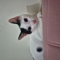 Tuxedo (Smokin) Kedi, Kedi  Luna fotoğrafı