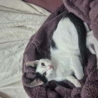 Tuxedo (Smokin) Kedi, Kedi  Luna fotoğrafı