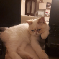 Exotic Shorthair, Kedi  Şerafettin (Şero) fotoğrafı