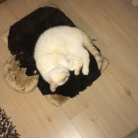 Exotic Shorthair, Kedi  Şerafettin (Şero) fotoğrafı