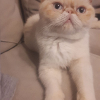 Exotic Shorthair, Kedi  Şerafettin (Şero) fotoğrafı