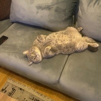 British Shorthair, Kedi  ZEUS fotoğrafı
