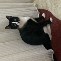 Tekir Kedi, Kedi  Alice fotoğrafı