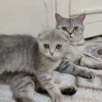 British Shorthair, Kedi  Lina fotoğrafı
