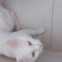 Ankara Kedisi, Kedi  Mırmı fotoğrafı