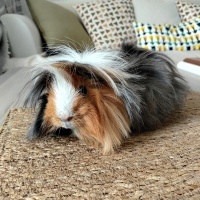 Guinea Pig, Kemirgen  Orfi fotoğrafı