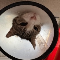 Tekir Kedi, Kedi  Çilek fotoğrafı