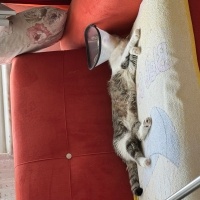 Tekir Kedi, Kedi  Çilek fotoğrafı