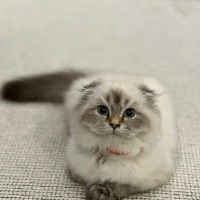 British Longhair, Kedi  Pofuduk fotoğrafı
