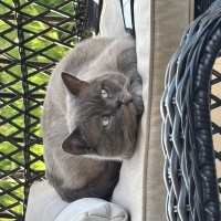British Shorthair, Kedi  Uzay fotoğrafı