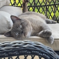 British Shorthair, Kedi  Uzay fotoğrafı