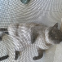 British Shorthair, Kedi  Uzay fotoğrafı