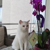 British Longhair, Kedi  Leo fotoğrafı