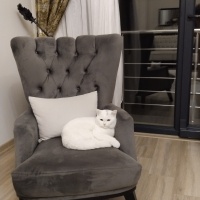 British Longhair, Kedi  Leo fotoğrafı