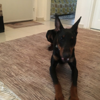Doberman Pinscher, Köpek  Yuki fotoğrafı